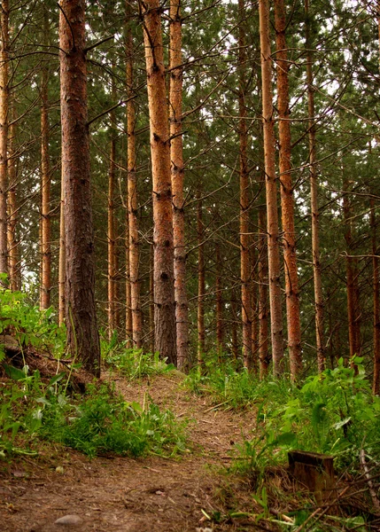 Горный велосипедный маршрут в сосновом лесу — стоковое фото