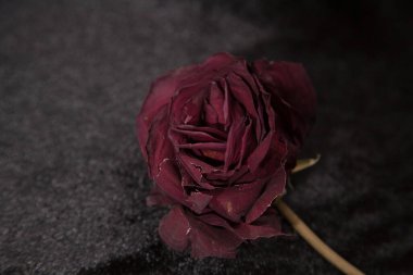 Çiçekler ve bitkiler taze, güzel kokulu güller ve zambaklardır tıpkı siyah arka plandaki gibi.