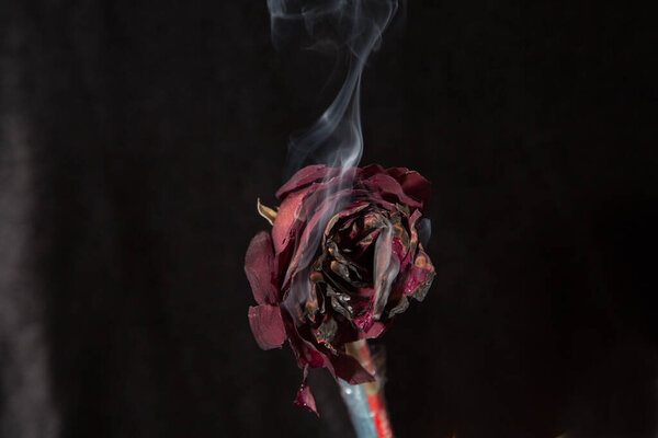 цветы и растения свежие, красивые ароматные розы и лилии, как на черном фоне