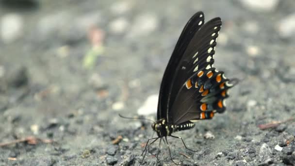 Pipevine Swallowtail Butterfly on Ground Flies Away — Stock video