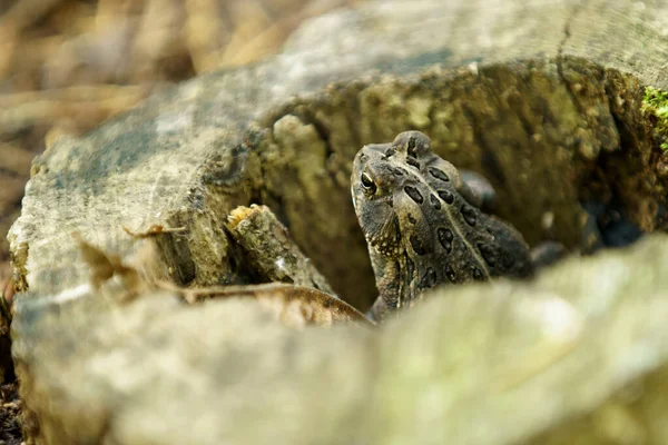 Gray Treefrog in a Rotted Tree Stump Closeup Side View — Stock Photo, Image