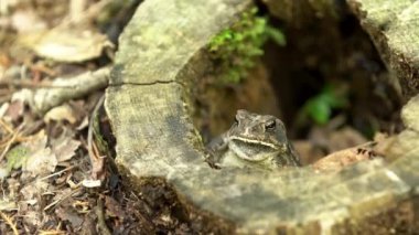 Çürümüş Ağaç Damlasında Gri Ağaç Ağacı