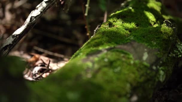 Moss on a Log in the Woods With Sunlight — Stock video