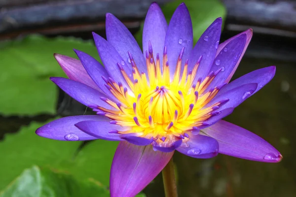 Purple lotus — Stock Photo, Image