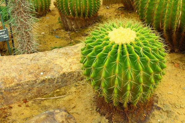 Cactus — Stock Photo, Image