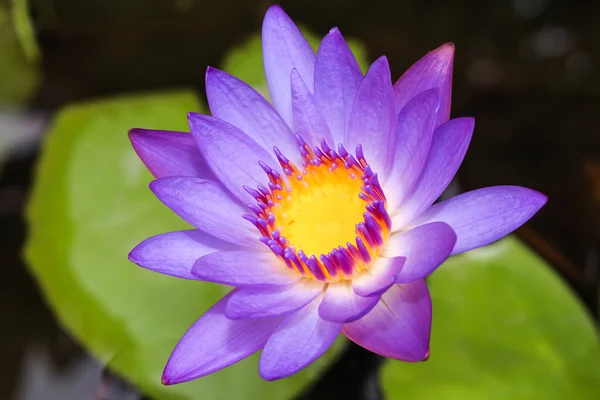 Purple lotus — Stock Photo, Image