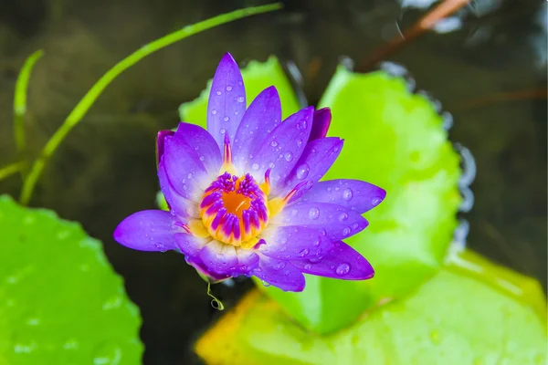 Purple lotus — Stock Photo, Image