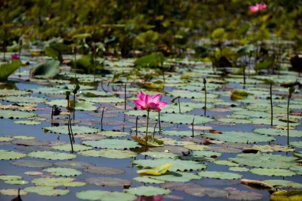 Time Tuesday Morning October 2021 Location Tam Lotus Lagoon Chi — Stock Photo, Image