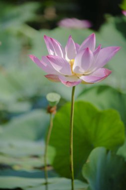 Zaman: 3 Kasım 2021 Çarşamba. Yeri: Phu My Hung Nilüfer Gölü, Ho Chi Minh Şehri. İçerik: Yazar fotoğraf filminin nilüfer çiçeklerinin güzelliğini tanımlayabileceğini umuyor.