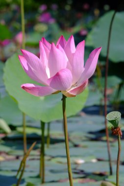 Zaman: 3 Kasım 2021 Çarşamba. Yeri: Phu My Hung Nilüfer Gölü, Ho Chi Minh Şehri. İçerik: Yazar fotoğraf filminin nilüfer çiçeklerinin güzelliğini tanımlayabileceğini umuyor.