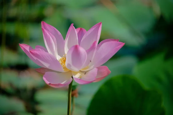 Tid Onsdag Den November 2021 Plats Phu Hung Lotus Lagun — Stockfoto