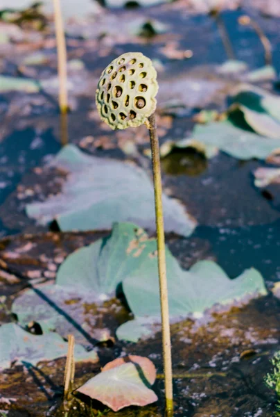 Filme Fotos Natureza Lotus Florescendo Temporada Hora Sábado Dezembro 2021 — Fotografia de Stock