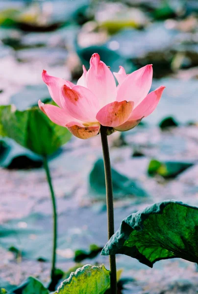 Filme Fotos Natureza Lotus Florescendo Temporada Hora Sábado Dezembro 2021 — Fotografia de Stock
