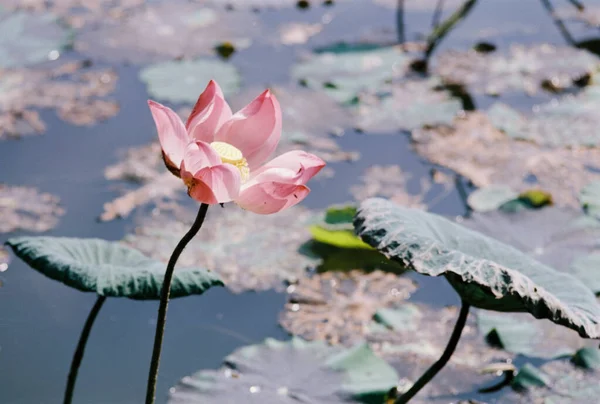 Nature Photo Film Lotus Blooming Season Time Saturday December 2021 — стокове фото