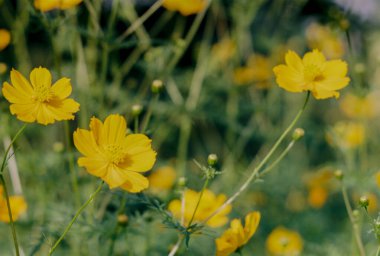 Doğal fotoğraf: Renkli çiçek resimleri. Zaman: 24 Aralık 2021 Cuma. Tam Da Lotus Lagünü, Ho Chi Minh Şehri.  