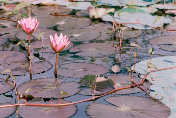 Natural Photo Water Lily Flowers Time Friday December 2021 Location — Stockfoto