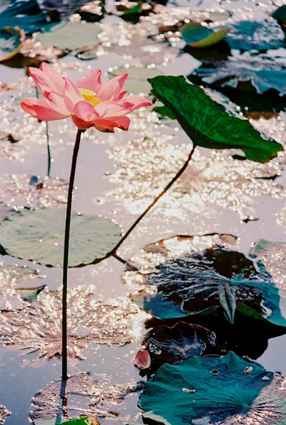 Nature Photo Film Lotus Blooming Season Time Saturday December 2021 — стокове фото