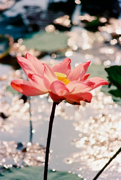 Nature Photo Film Lotus Blooming Season Time Saturday December 2021 — Fotografia de Stock