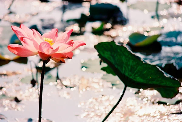 Nature Photo Film Lotus Blooming Season Time Saturday December 2021 — стокове фото