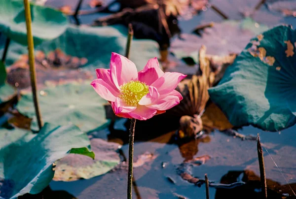 Nature Photo Film Lotus Blooming Season Time Saturday December 2021 — Stockfoto