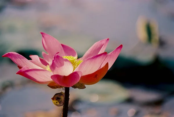 Příroda Foto Film Lotus Kvetoucí Sezóna Čas Sobota Prosince2021 Umístění — Stock fotografie