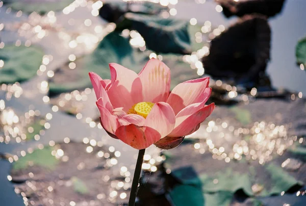 Nature Photo Film Lotus Blooming Season Time Saturday December 2021 — Stock Photo, Image