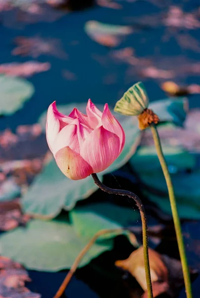 Nature Photo Film Lotus Blooming Season Time Saturday December 2021 — Stockfoto