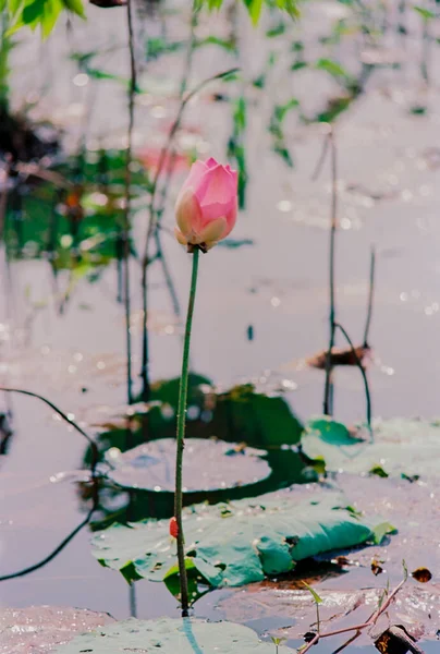 Película Fotográfica Naturaleza Temporada Floración Del Loto Hora Sábado Diciembre —  Fotos de Stock