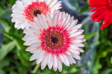 Doğal fotoğraf: Renkli çiçek resimleri. Zaman: 25 Ocak 2022 Salı sabahı. Konum: Phu Nhuan Parkı, Ho Chi Minh Şehri