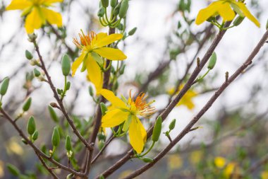 Doğal fotoğraf: Kayısı çiçeği yaygın olarak ekilmiştir. Zaman: 25 Ocak 2022 Salı sabahı. Konum: Phu Nhuan Parkı, Ho Chi Minh Şehri
