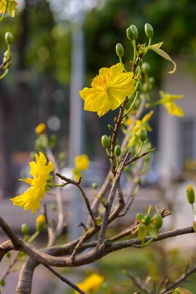 Natürliches Foto Aprikosenblüte Wird Häufig Kultiviert Zeit Dienstagmorgen Januar 2022 — Stockfoto