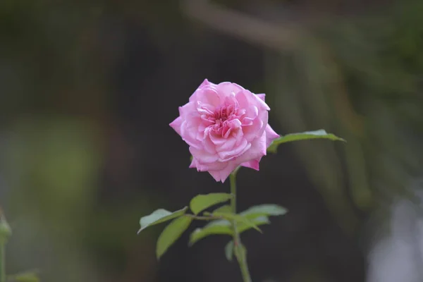 Natürliche Fotos Bunte Blumengemälde Das Sind Wunderschöne Blumen Zeit Donnerstagmorgen — Stockfoto