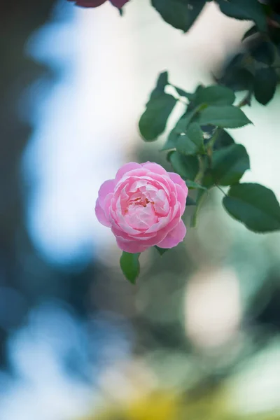 Naturfotos Filmen Bunte Blumengemälde Zeit Mittwoch Morgen Februar 2022 Ort — Stockfoto