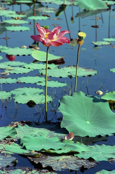 Filme Fotos Natureza Lotus Florescendo Temporada Hora Terça Feira Fevereiro — Fotografia de Stock
