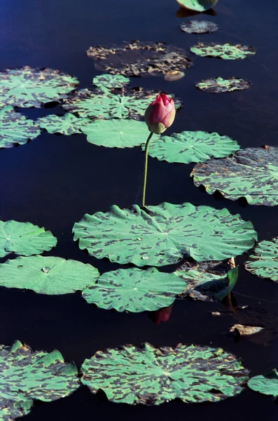 Filme Fotos Natureza Lotus Florescendo Temporada Hora Terça Feira Fevereiro — Fotografia de Stock