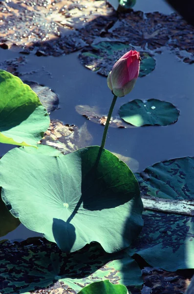 Naturfotofilm Lotusblütezeit Zeit Donnerstag Februar 2022 Ort Tam Lotus Lagune — Stockfoto