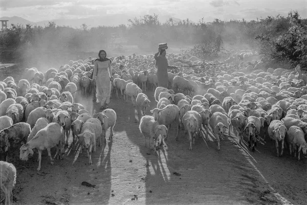 Чорно Біле Фото Пейзажу Пастух Час Ятниця Пополудні Лютого 2022 — стокове фото