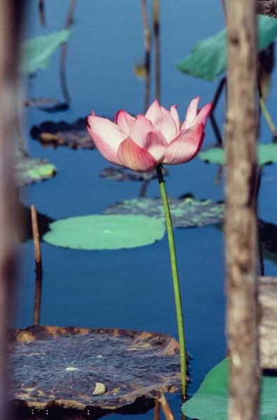 Nature Photo Film Lotus Blooming Season Time January 2022 Location — Stock Photo, Image
