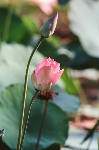 Fotografía Naturaleza Flores Loto Hora Febrero 2022 Ubicación Phu Hung — Foto de Stock