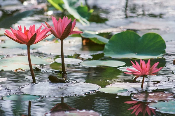 Nature Photo Film Lotus Flowers Час Лютого 2022 Року Місце — стокове фото