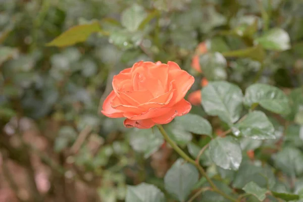 Naturfoto Rosenblüten Zeit März 2022 Ort Blumengarten Der Stadt Dalat — Stockfoto
