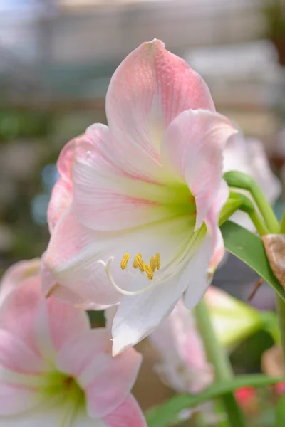 Natural Photo Lily Time March 2022 Location Flower Garden Dalat — Stock Photo, Image