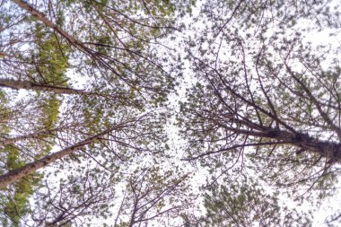 Peyzaj fotoğrafı: Langbiang 'ın tepesine giden yol. Zaman: 19 Mart 2022. Mekan, DaLat şehri. Burası 2163 metre yüksekliğe sahip bir yer. Dağın tepesinden, yazar Da Lat şehrinin tüm manzarasını yukarıdan görebilir.