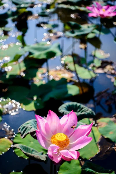 Foto Natureza Flores Lótus Isto São Flores Lindas Hora Abril — Fotografia de Stock