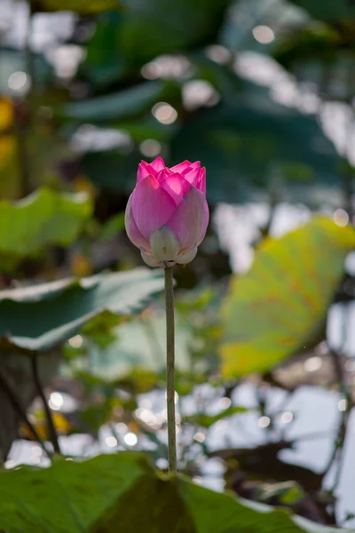Naturfoto Lotus Blommor Det Här Vackra Blommor Tid April 2022 — Stockfoto