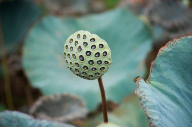Nilüfer çiçekleri. Bu güzel çiçekler. Yazar An Dong Lotus göletinde ve Hue Kalesi yakınlarındaki nilüfer havuzunda bir dizi fotoğraf yaptı. Zaman: 20 Haziran 2022. Konum: Renk Şehri.  