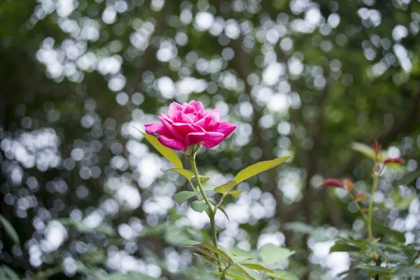 Naturfoto Bunte Blumenbilder Zeit Juni 2022 Standort Hue City — Stockfoto