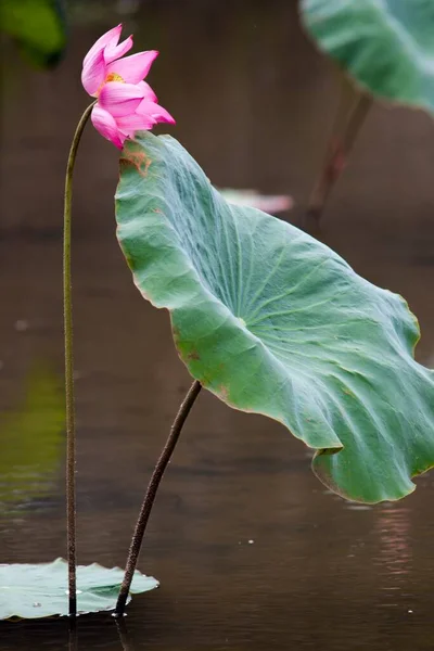 Nilüfer Çiçekleri Güzel Çiçekler Yazar Dong Lotus Göletinde Hue Kalesi — Stok fotoğraf