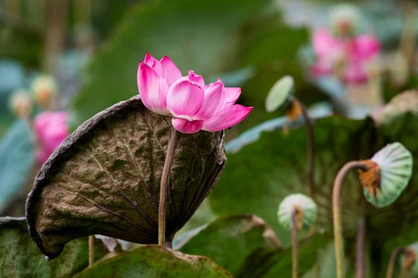Nature Photo Lotus Flowers Beautifull Flowers Author Made Series Photos — Stockfoto