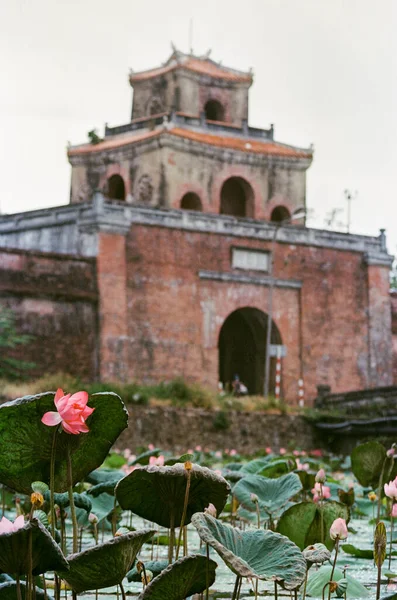 Nature photo film: Lotus flowers. This is beautifull flowers. Time: June 20, 2022. Location: Hue City. Content: the author uses the film Kodak Ektar to show the beauty of the lotus flower.